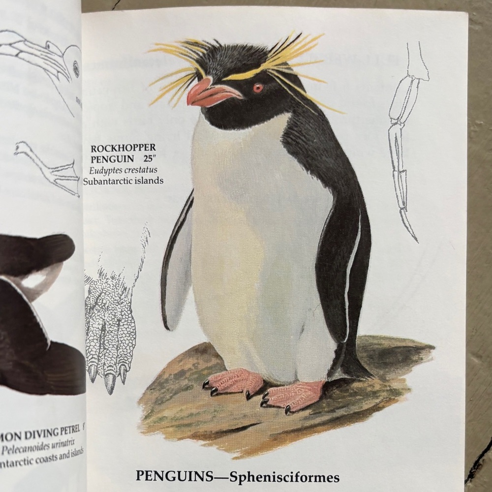 1985 Families of Birds Golden Guide Ornithology Birdwatchers Field Guide Birder